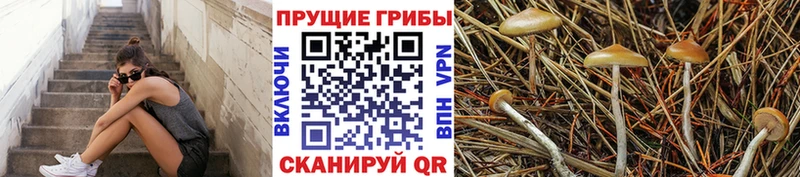 Псилоцибиновые грибы GOLDEN TEACHER  Вихоревка 